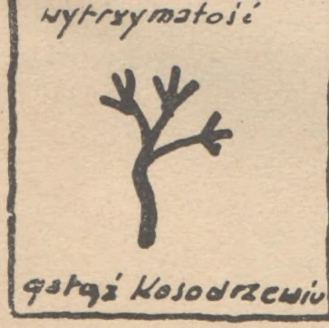 wytrzymałość — gałąź kosodrzewiu